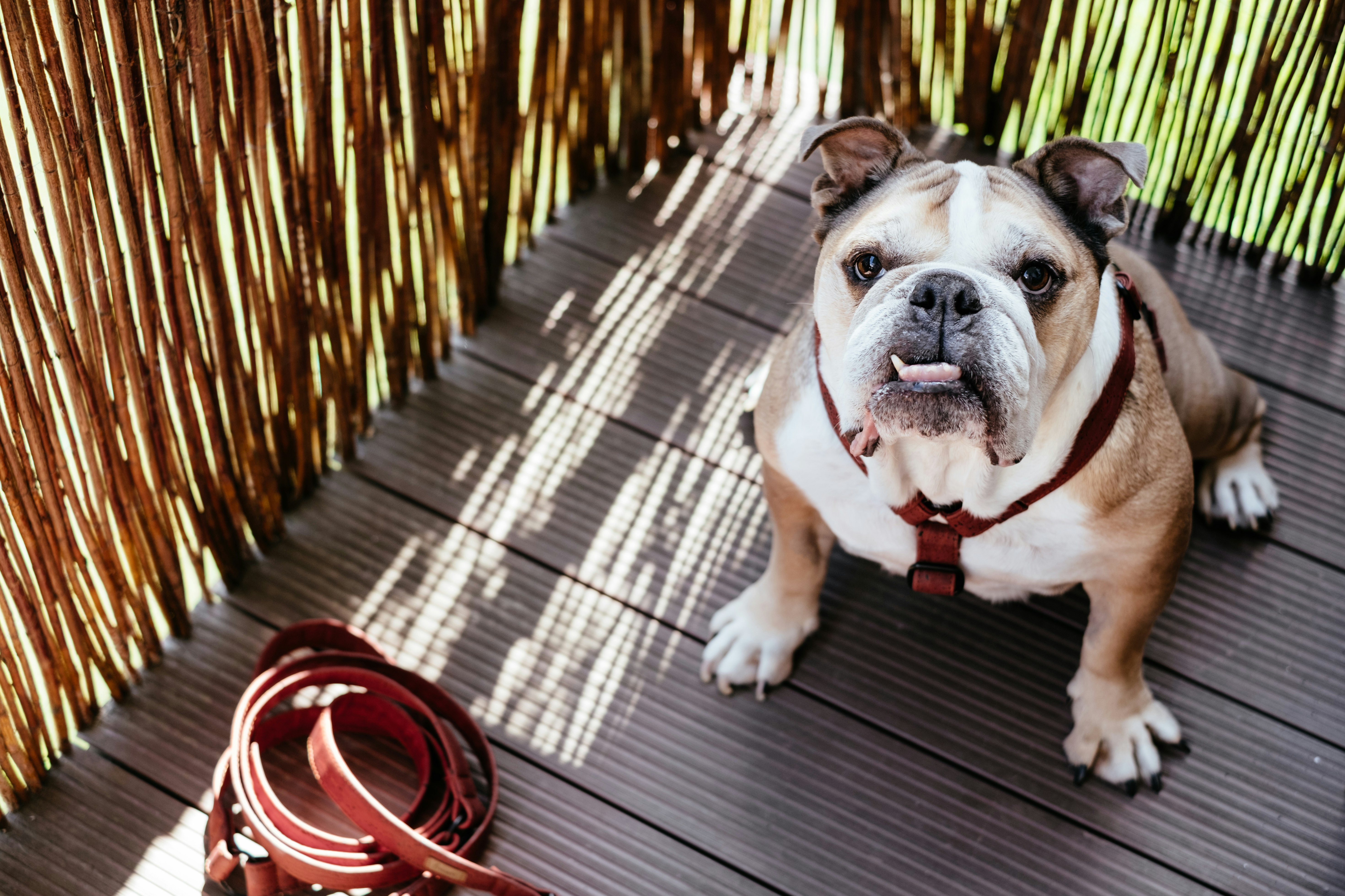 white and brown short coated dog on brown wooden floor